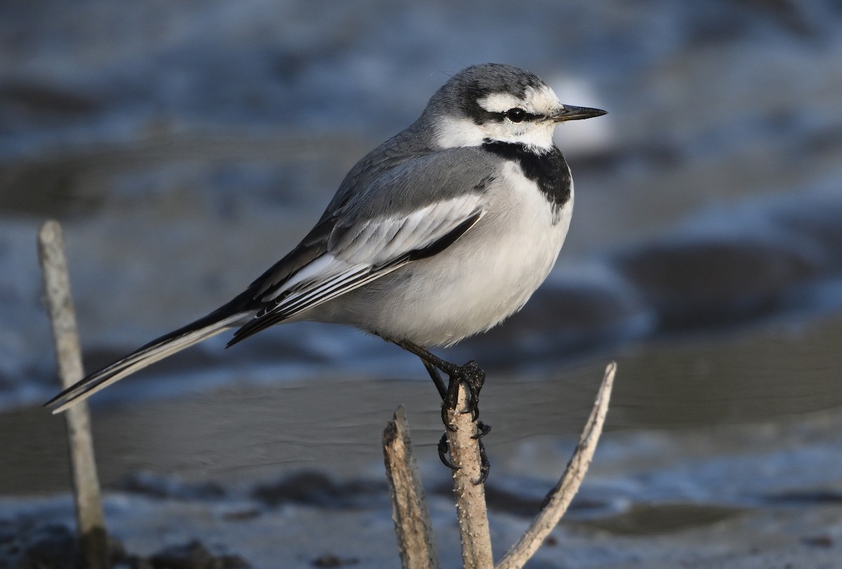 White Wagtail - ML647066090
