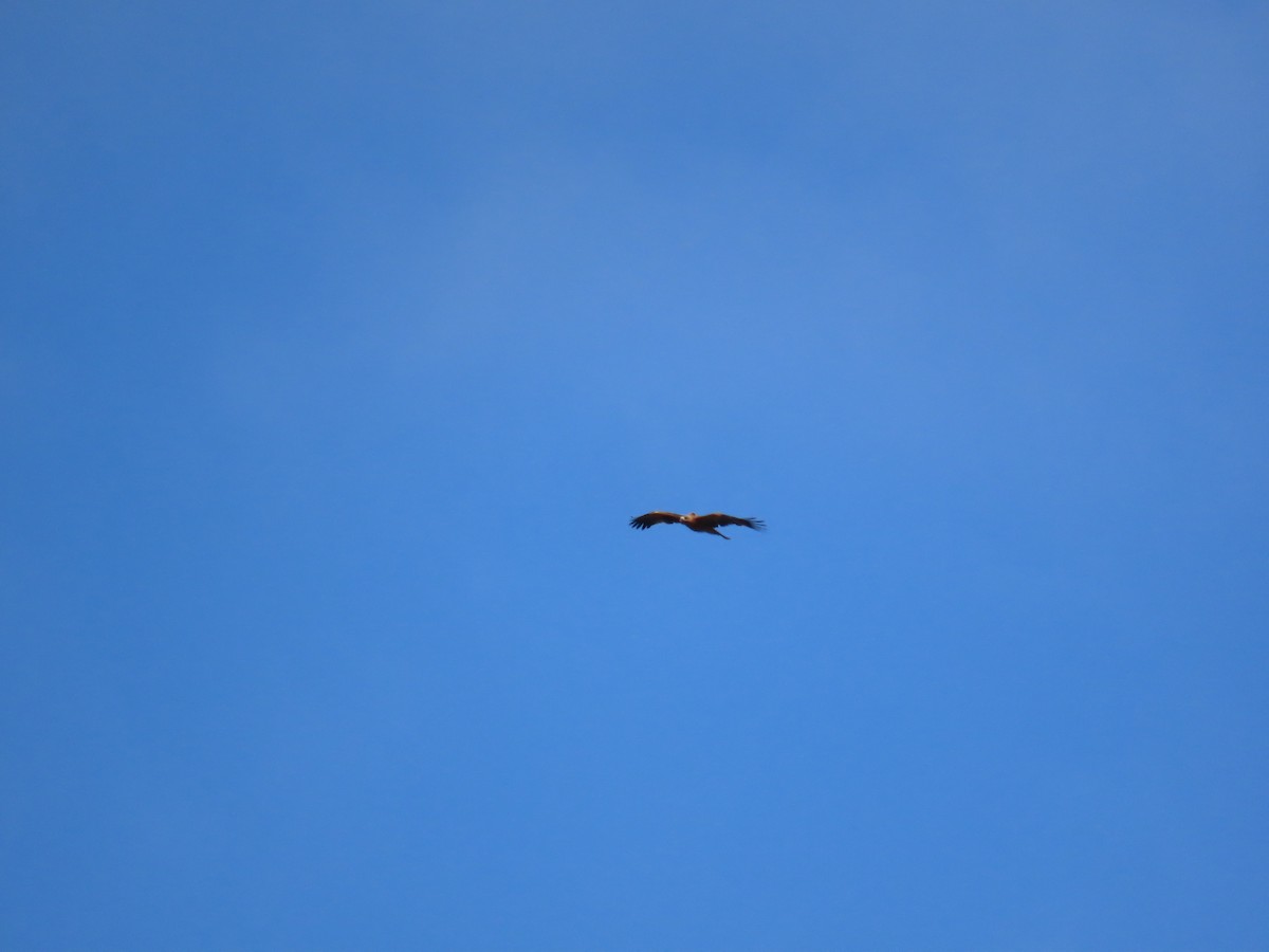 Spanish Eagle - ML647066098