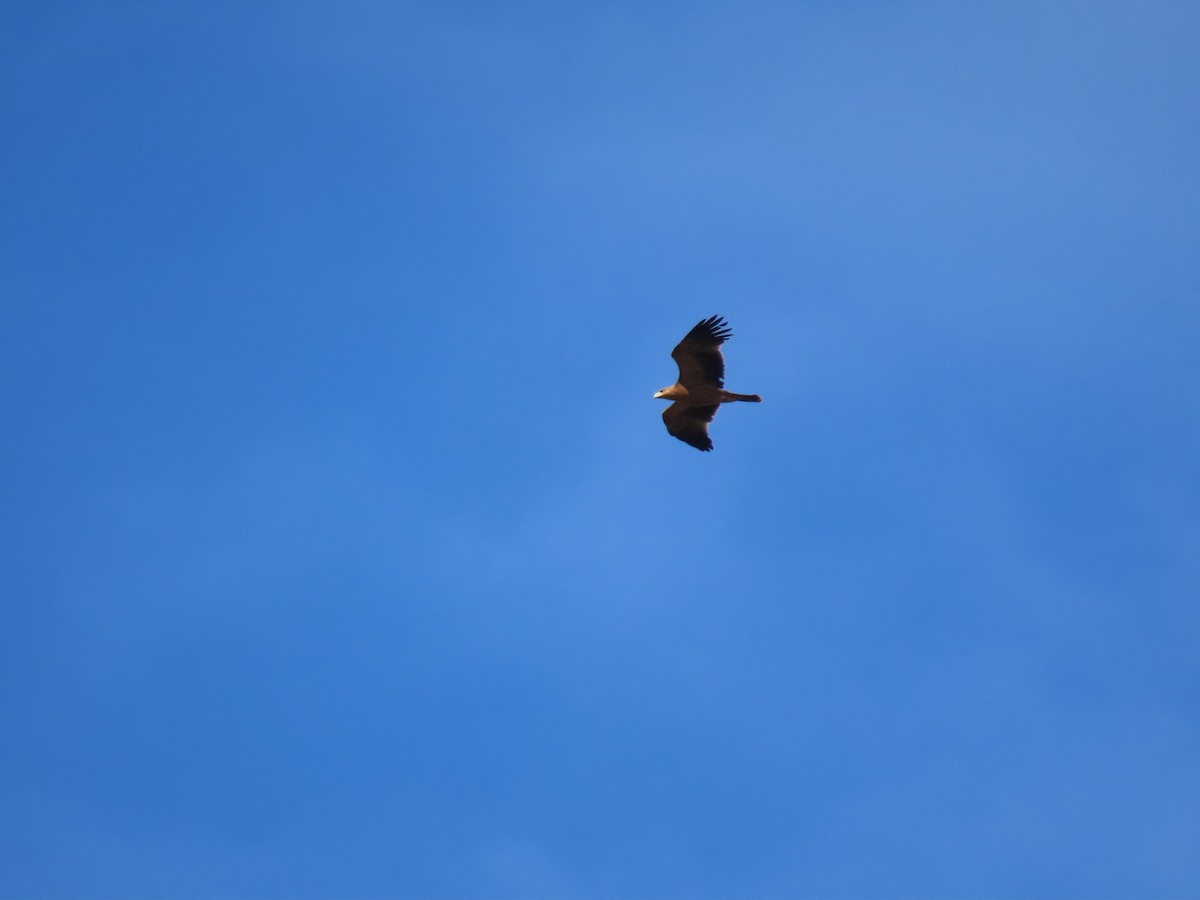 Spanish Eagle - ML647066099