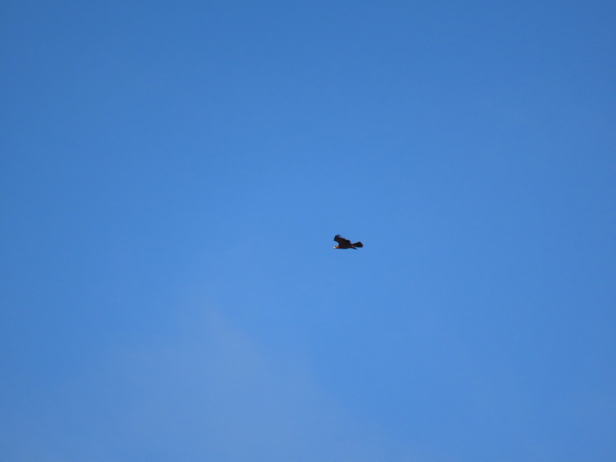 Spanish Eagle - ML647066100