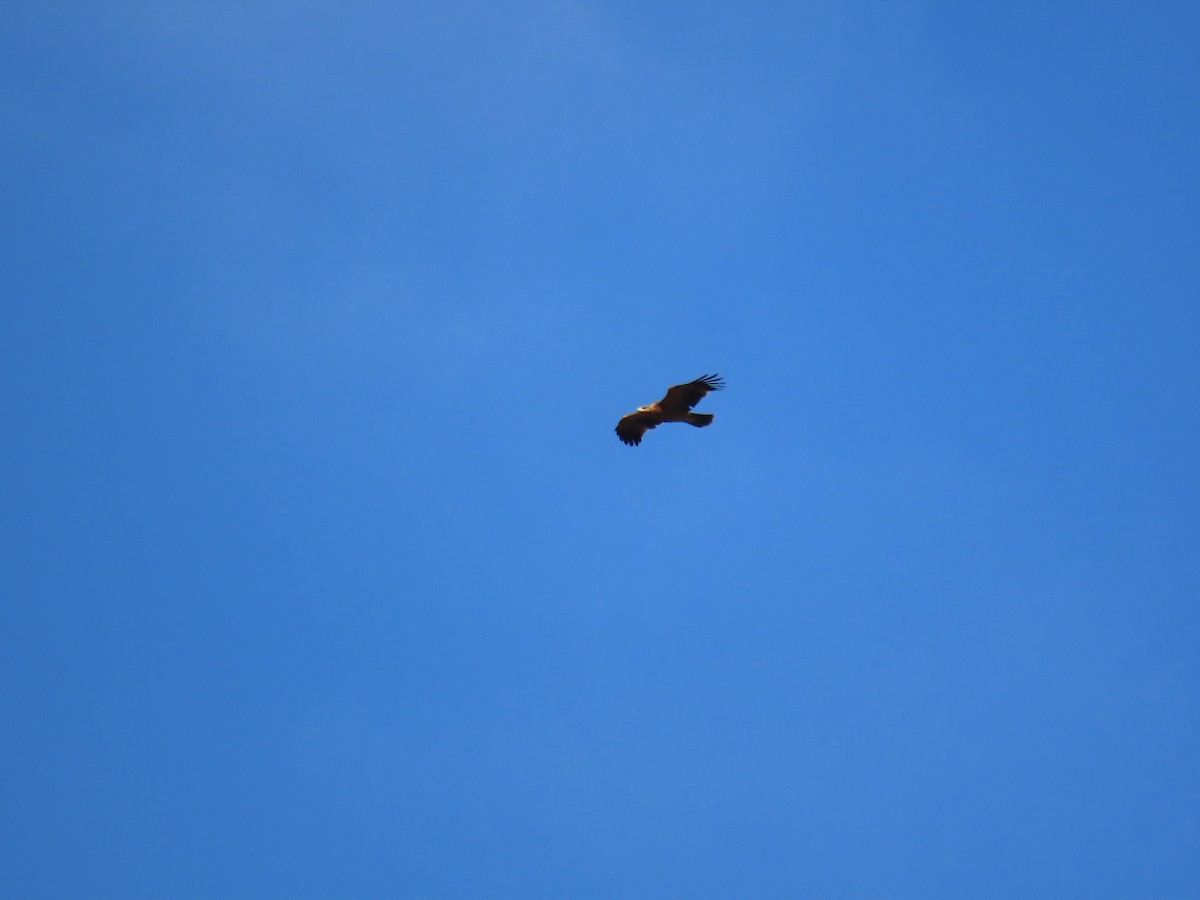 Spanish Eagle - ML647066101