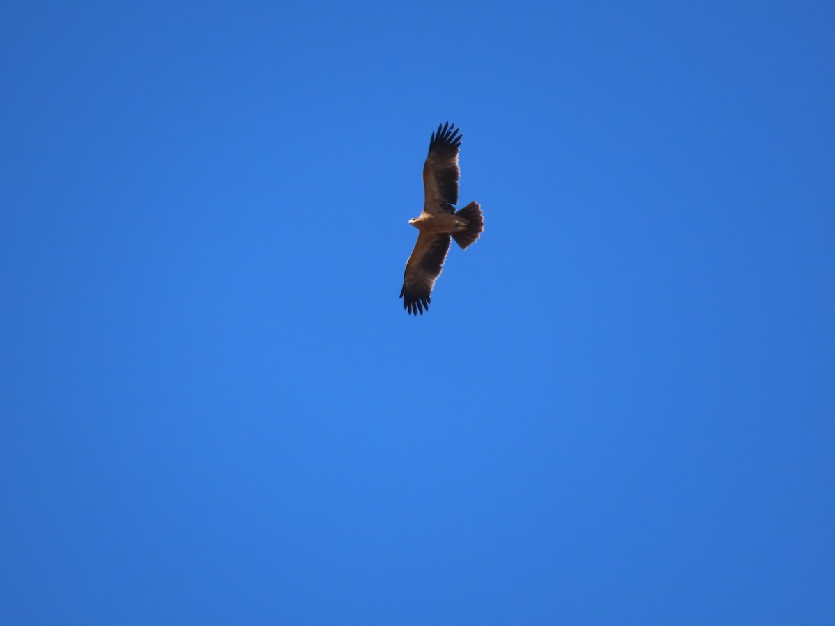 Spanish Eagle - ML647066102