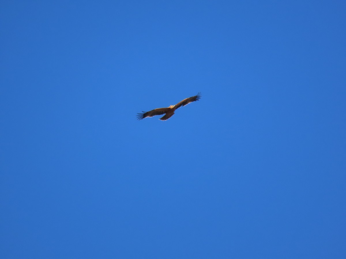 Spanish Eagle - ML647066103