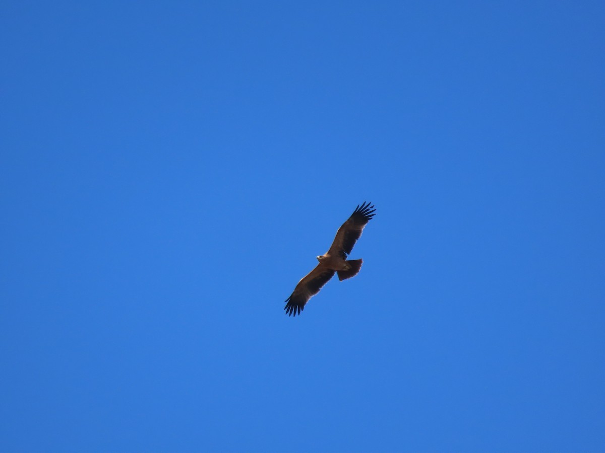 Spanish Eagle - ML647066105