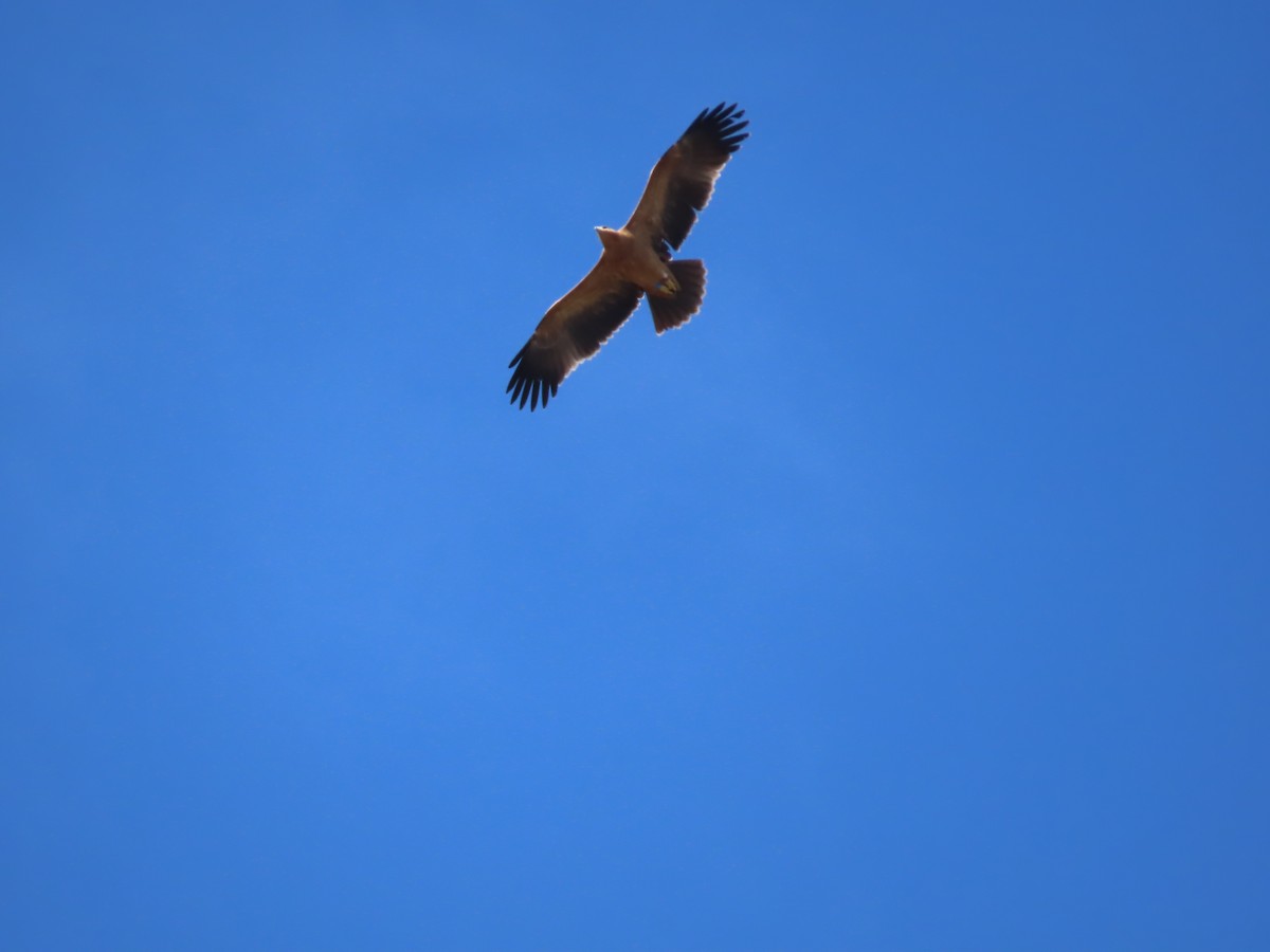 Spanish Eagle - ML647066106