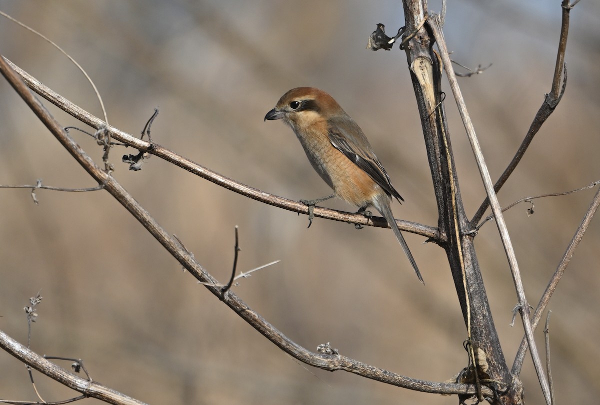 Bull-headed Shrike - ML647066107