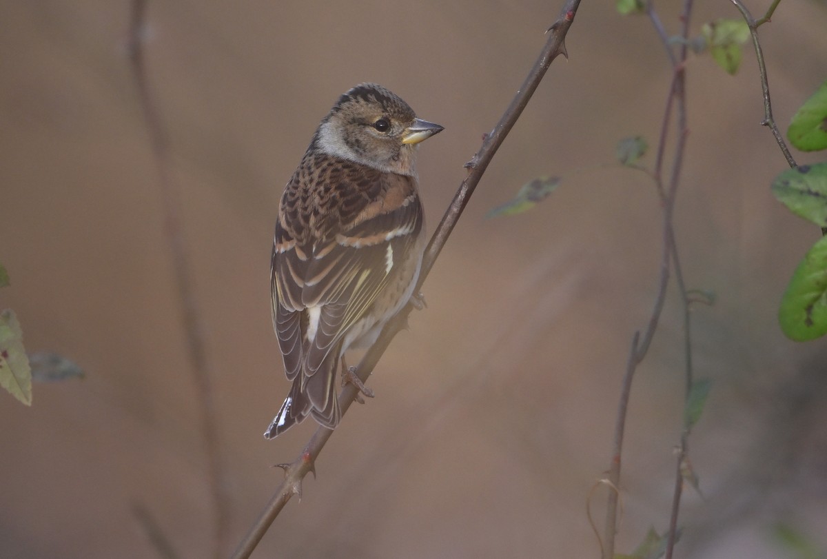 Brambling - ML647066109