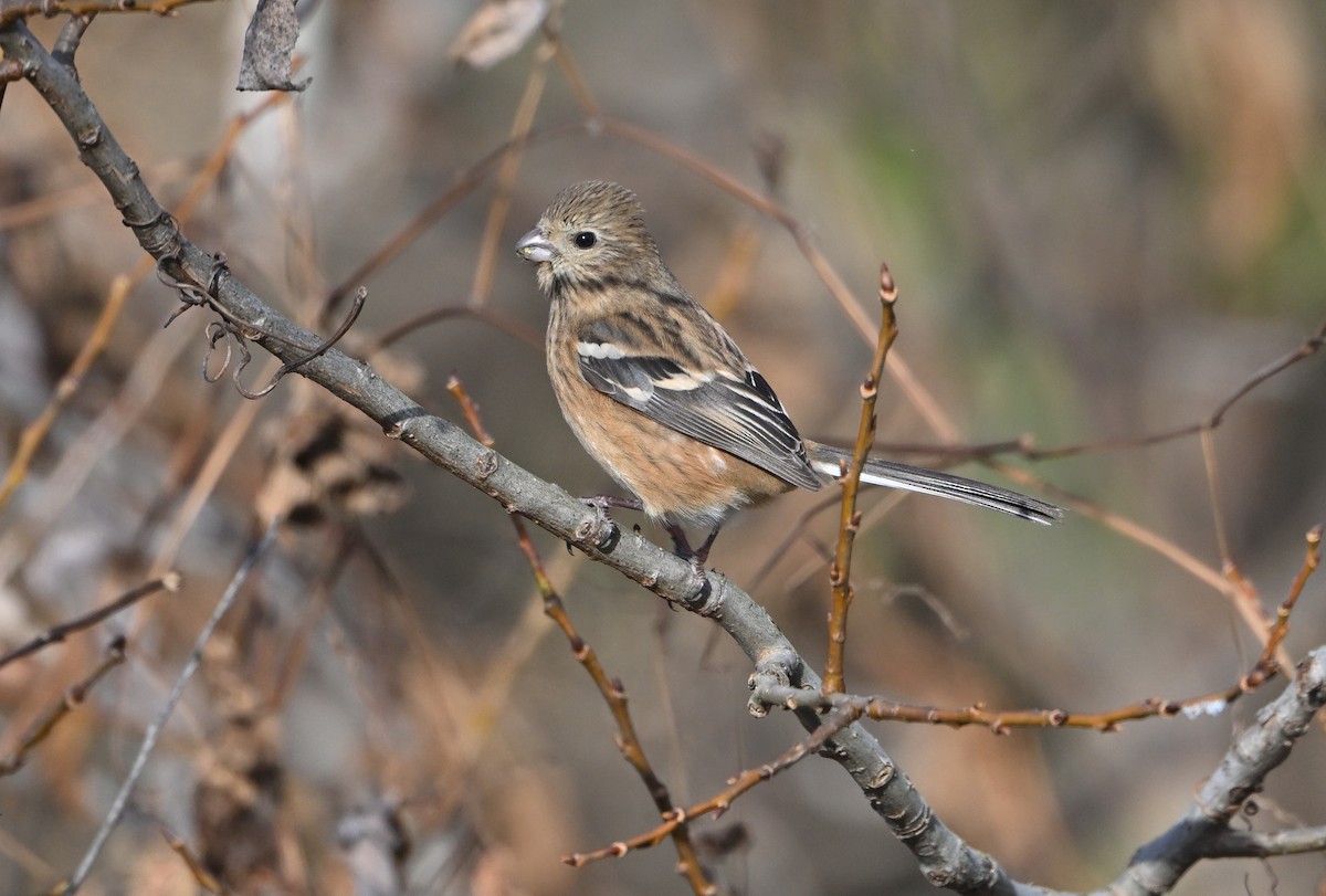 Long-tailed Rosefinch - ML647066110