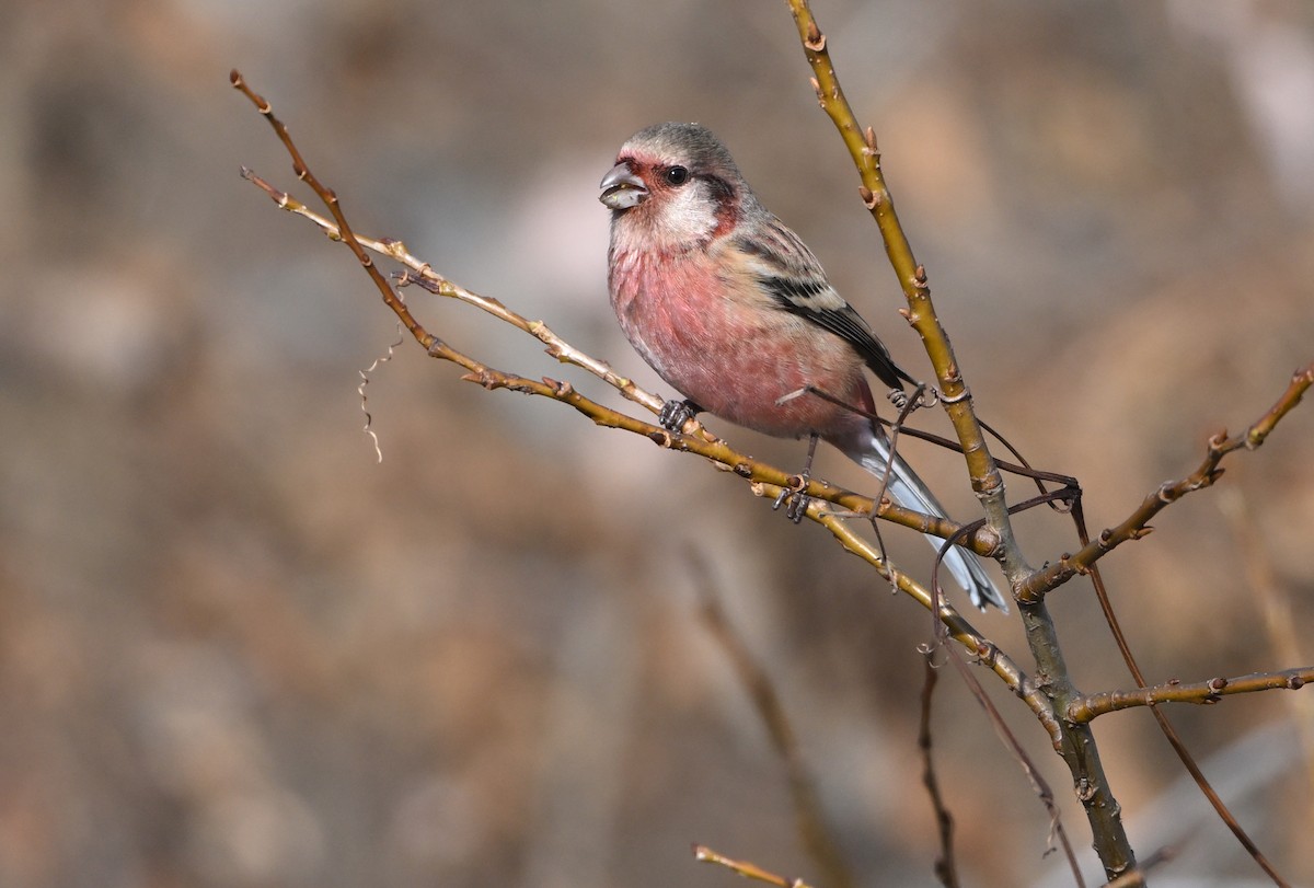 Long-tailed Rosefinch - ML647066111
