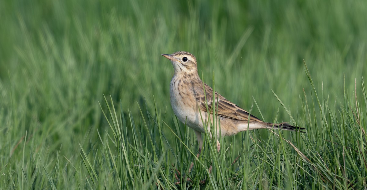 linduška velká - ML647066113