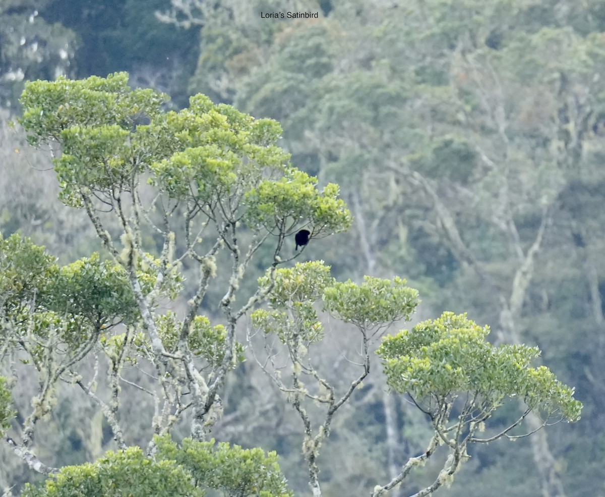 Loria's Satinbird - ML647066119