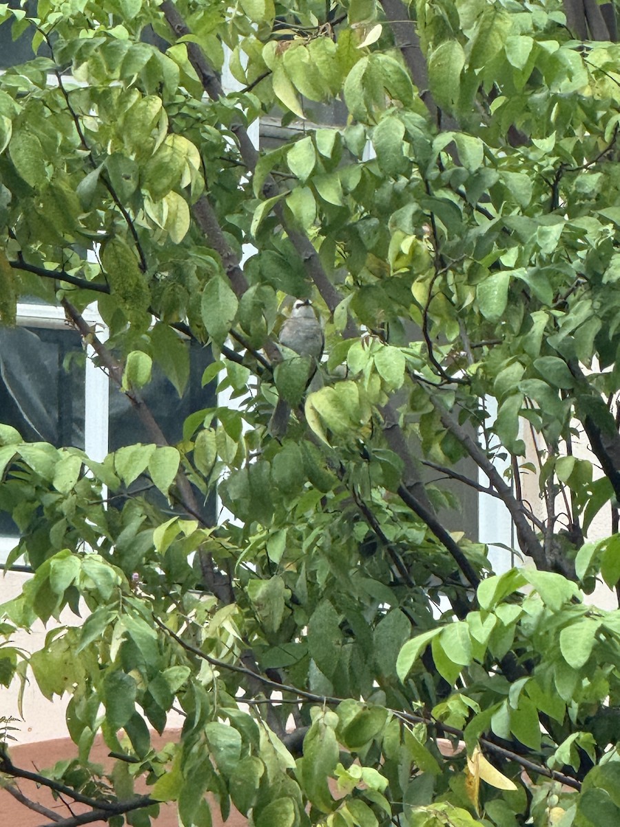 Бюльбюль широкобровий - ML647066124