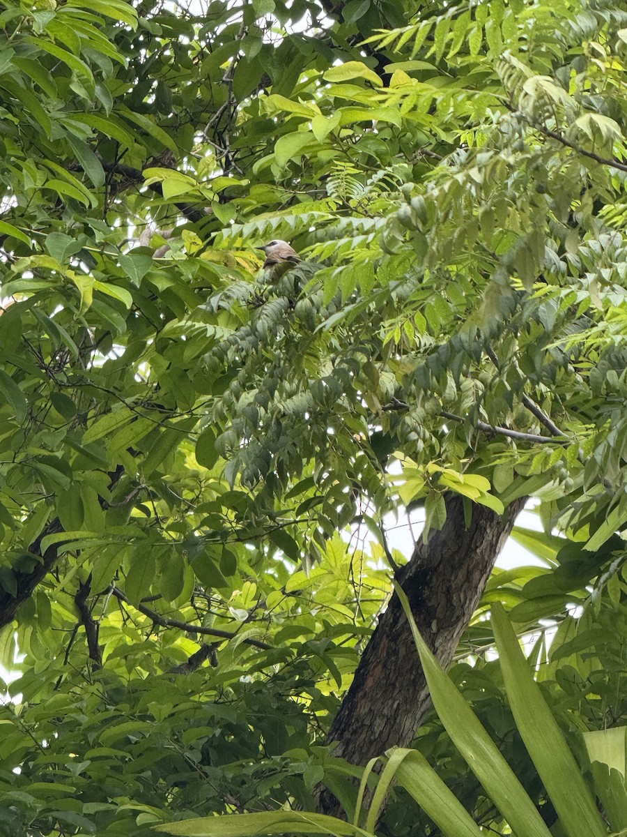 Бюльбюль широкобровий - ML647066125