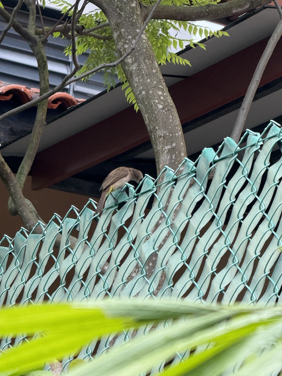 Бюльбюль широкобровий - ML647066126