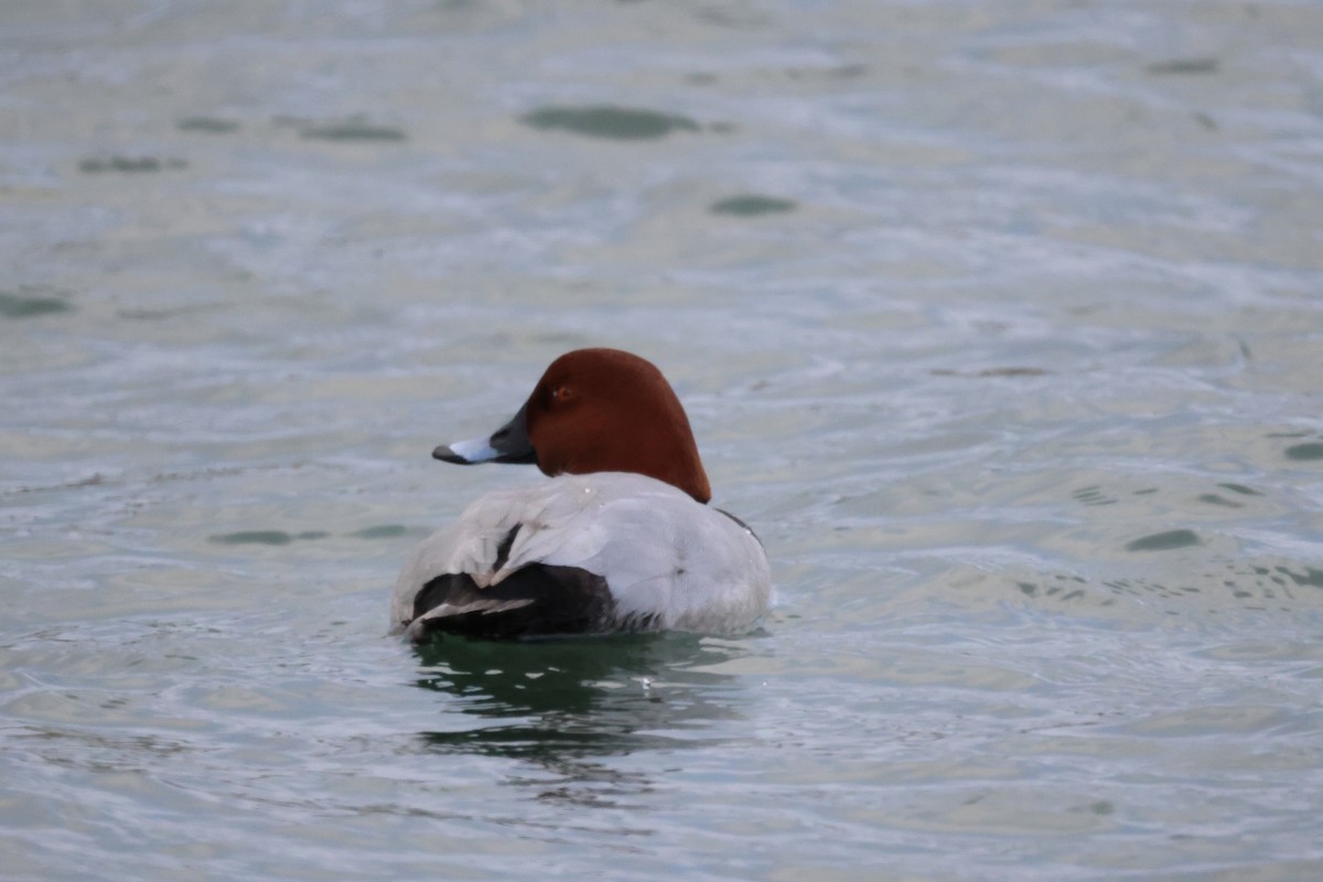 Common Pochard - ML647066128