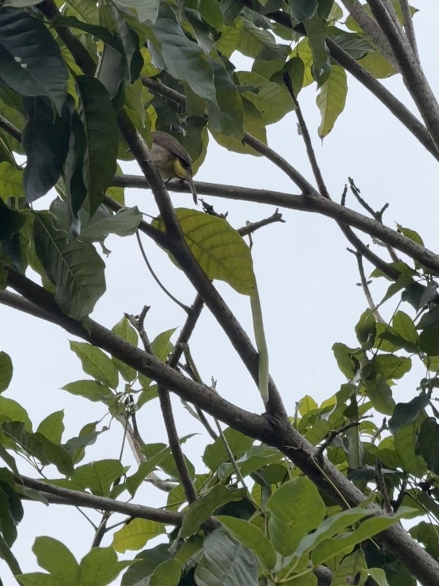 Бюльбюль широкобровий - ML647066140