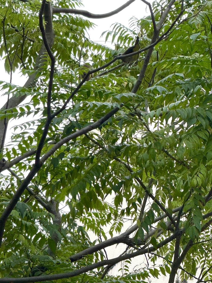 Бюльбюль широкобровий - ML647066159