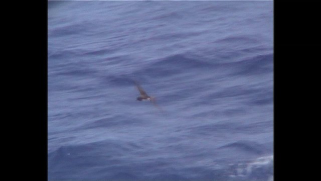 buřňák tahitský - ML647066169