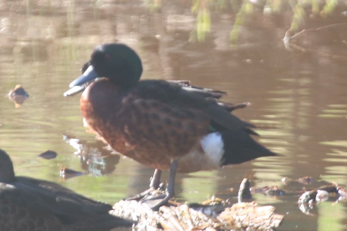 Chestnut Teal - ML647066170