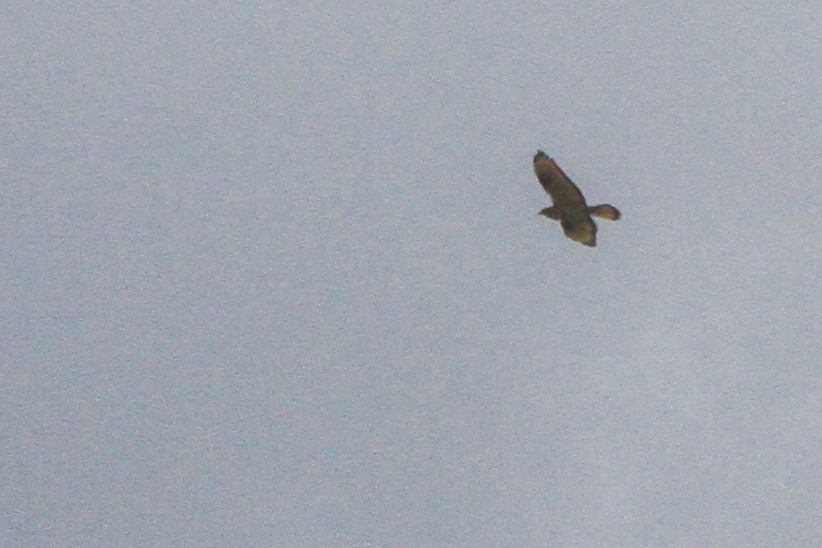 European Honey-buzzard - ML647066181