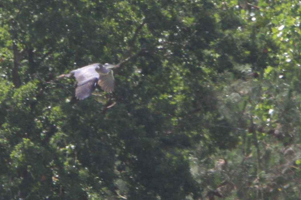 Gray Heron - ML647066183