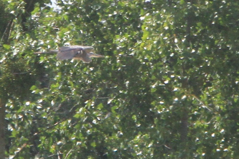 Gray Heron - ML647066184