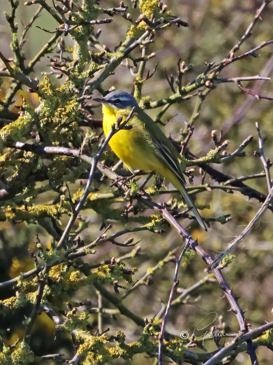 Western Yellow Wagtail - ML647066185