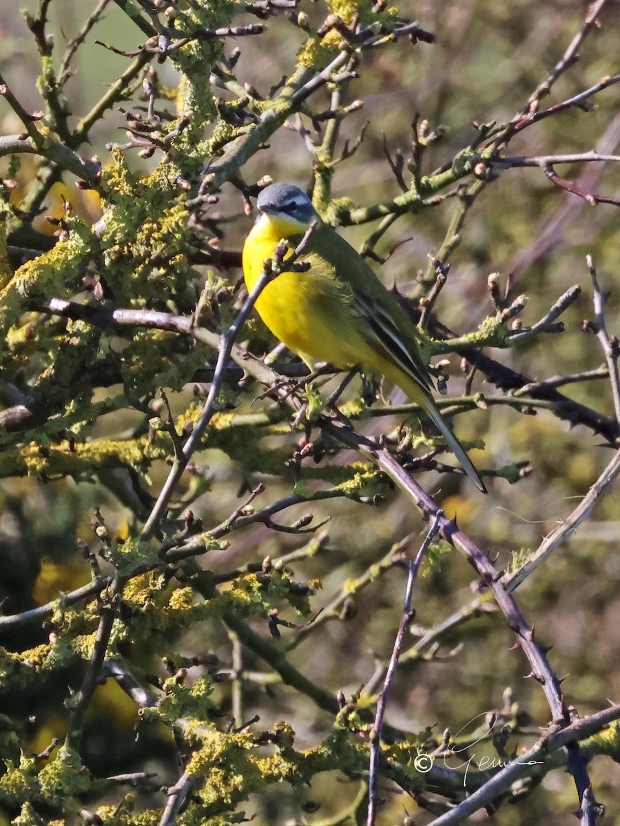 Western Yellow Wagtail - ML647066186