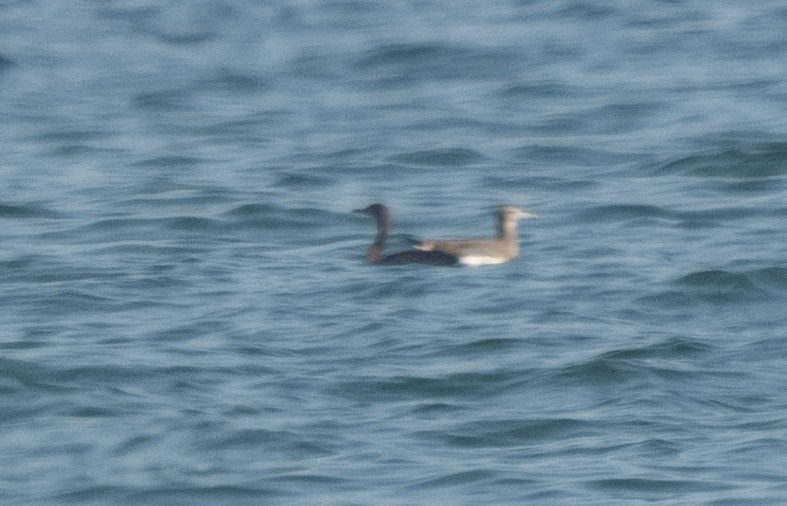 Socotra Cormorant - ML647066187