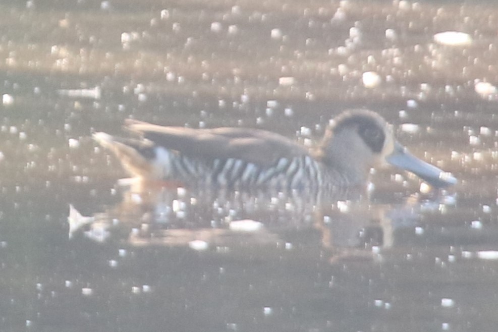 Pink-eared Duck - ML647066188
