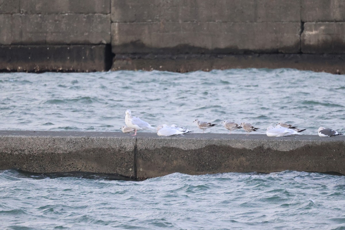 Common Gull - ML647066189