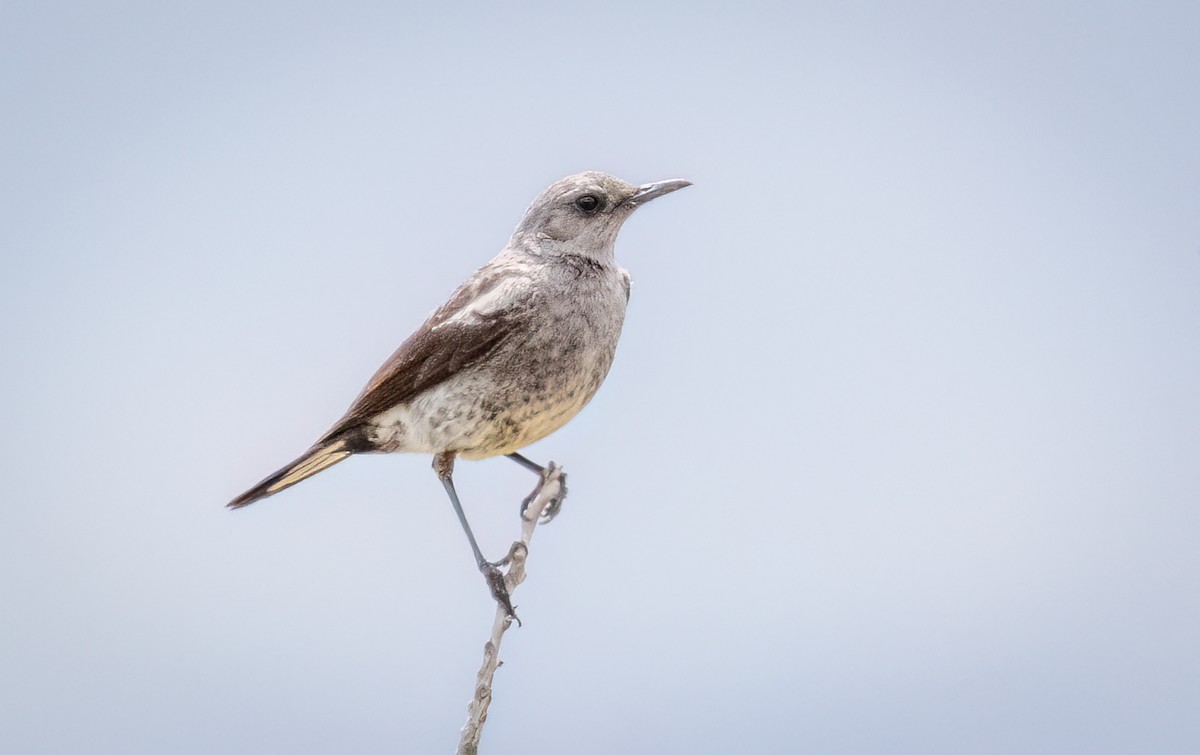 Mountain Chat - ML647066190