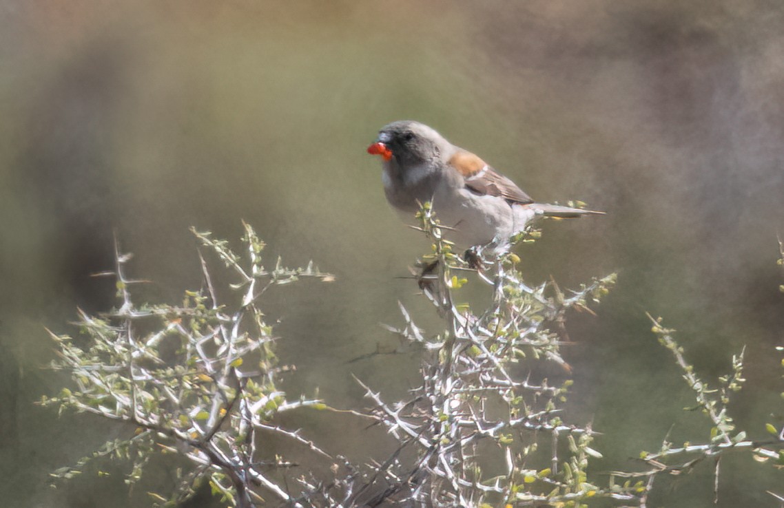Cape Sparrow - ML647066191