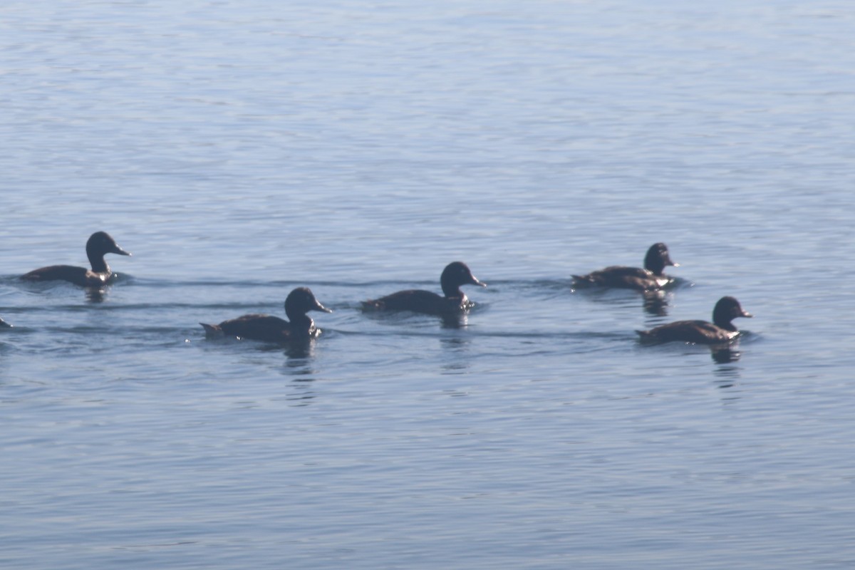 Hardhead - ML647066192