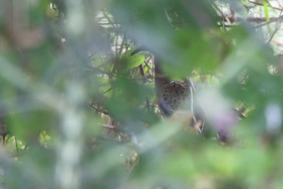 European Turtle-Dove - ML647066193