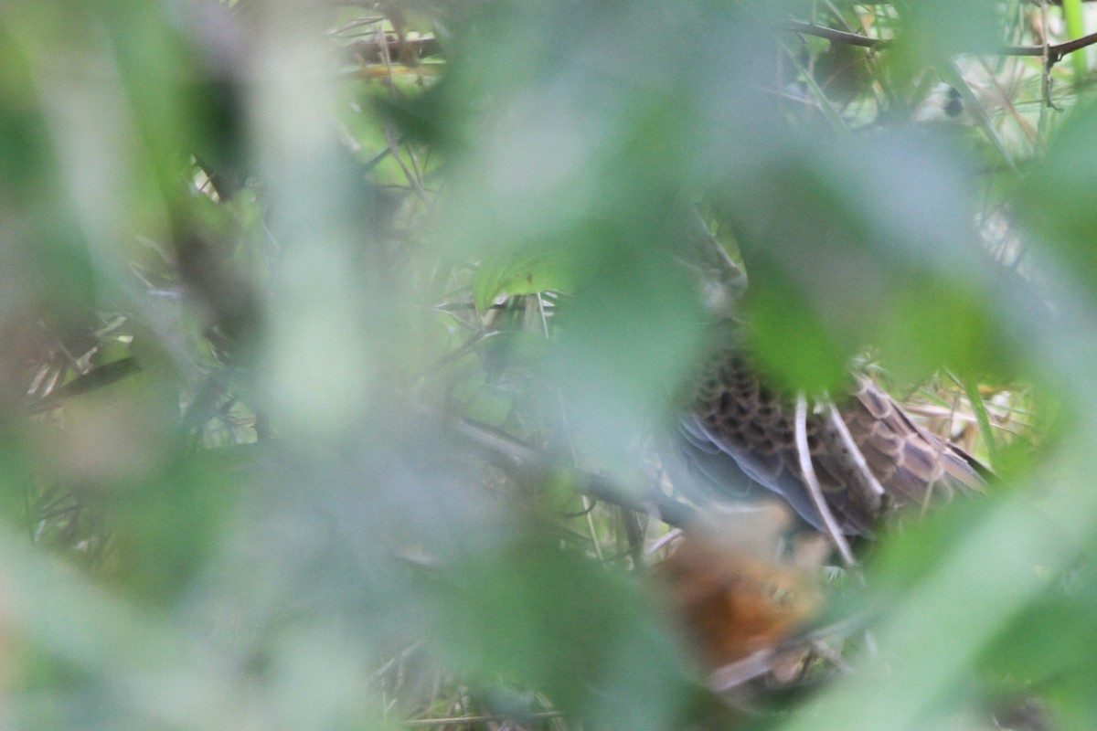 European Turtle-Dove - ML647066194