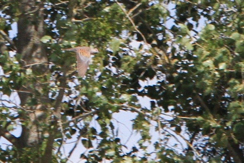 European Turtle-Dove - ML647066198