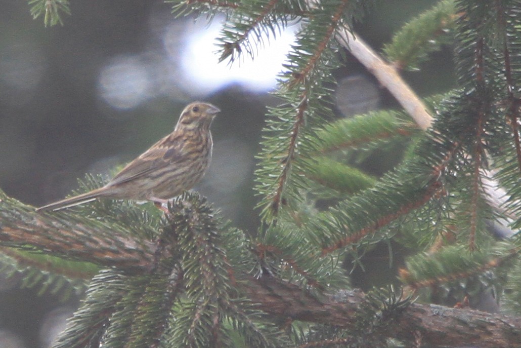 Cirl Bunting - ML647066199