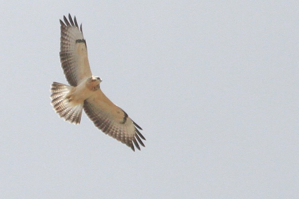 Common Buzzard (Western) - ML647066202