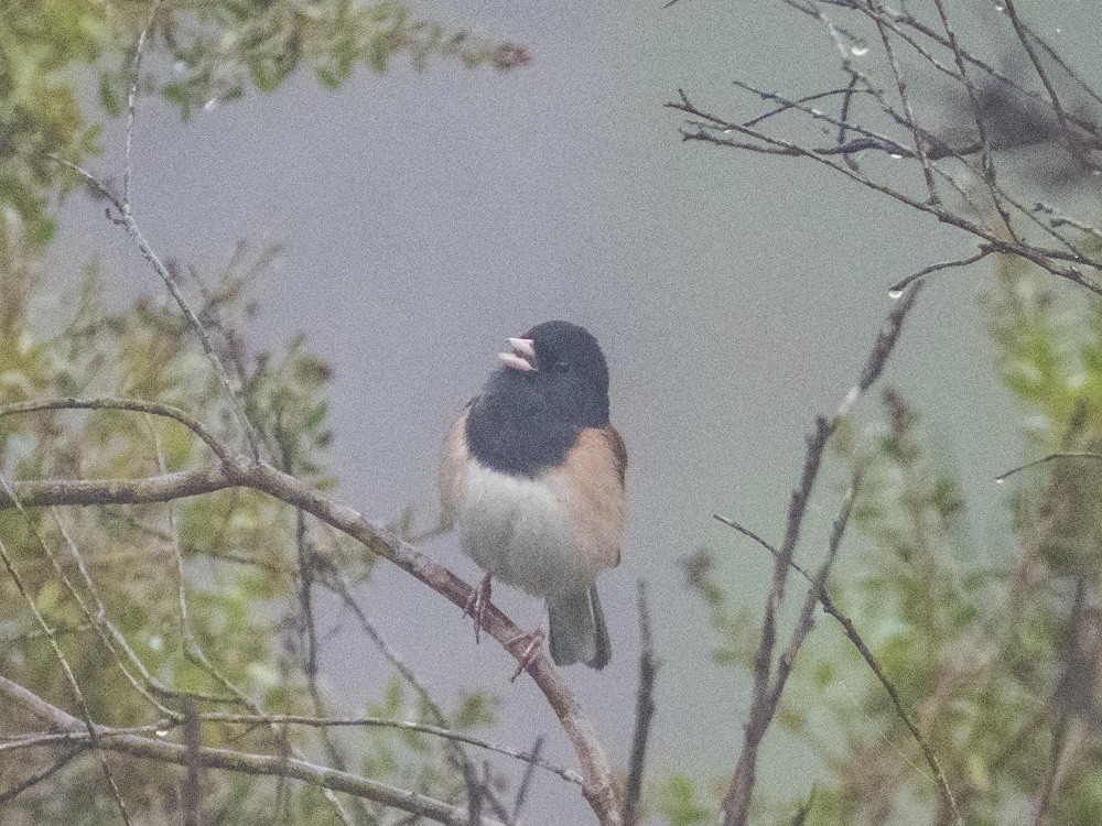 Dark-eyed Junco - ML647066206