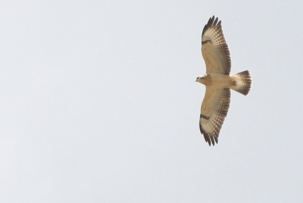 Common Buzzard (Western) - ML647066207
