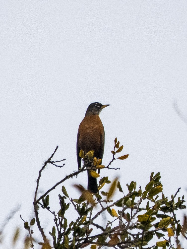 American Robin - ML647066208