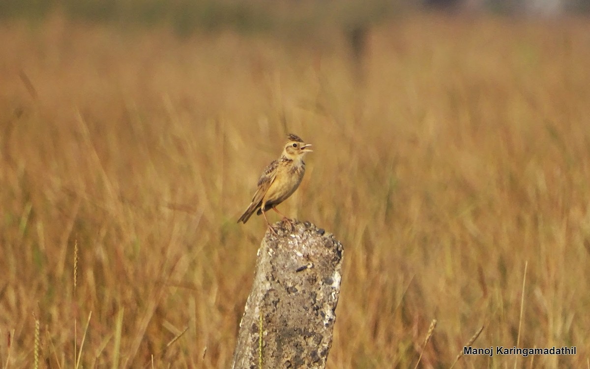 Oriental Skylark - Manoj Karingamadathil