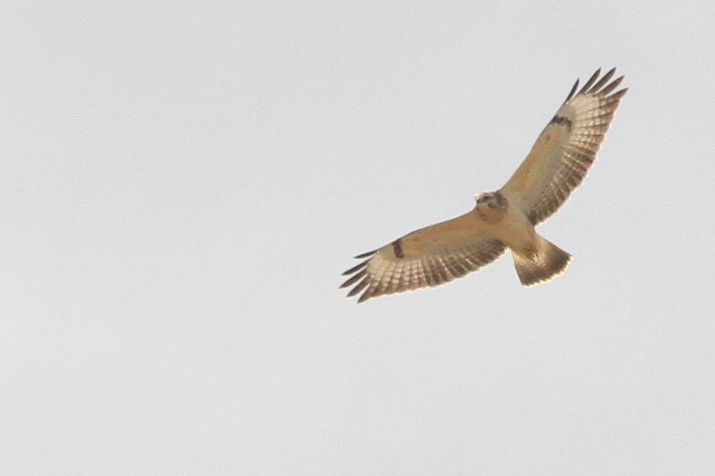 Common Buzzard (Western) - ML647066211