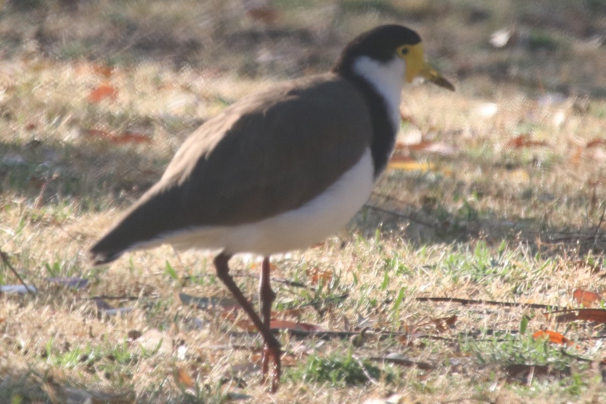 Masked Lapwing - ML647066212