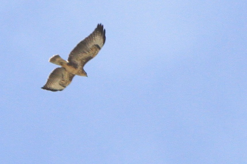 Common Buzzard (Western) - ML647066213