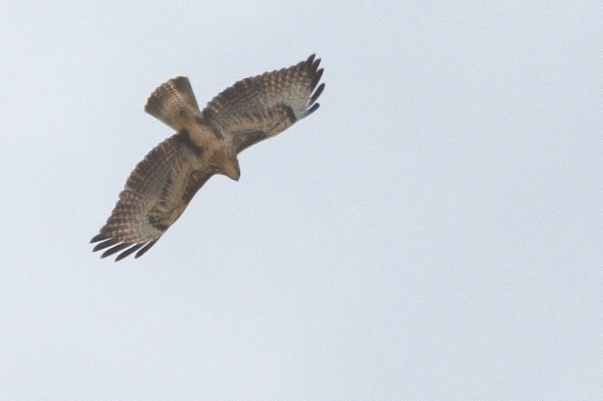 Common Buzzard (Western) - ML647066217
