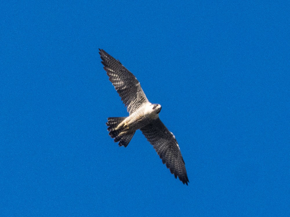 Peregrine Falcon - ML647066218