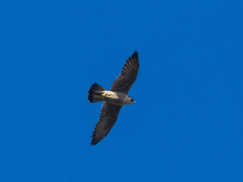 Peregrine Falcon - ML647066219
