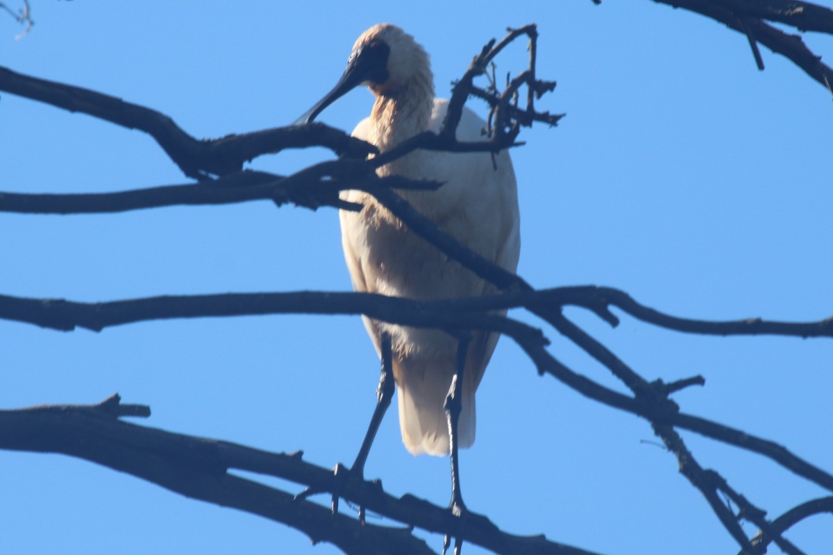 Royal Spoonbill - ML647066221